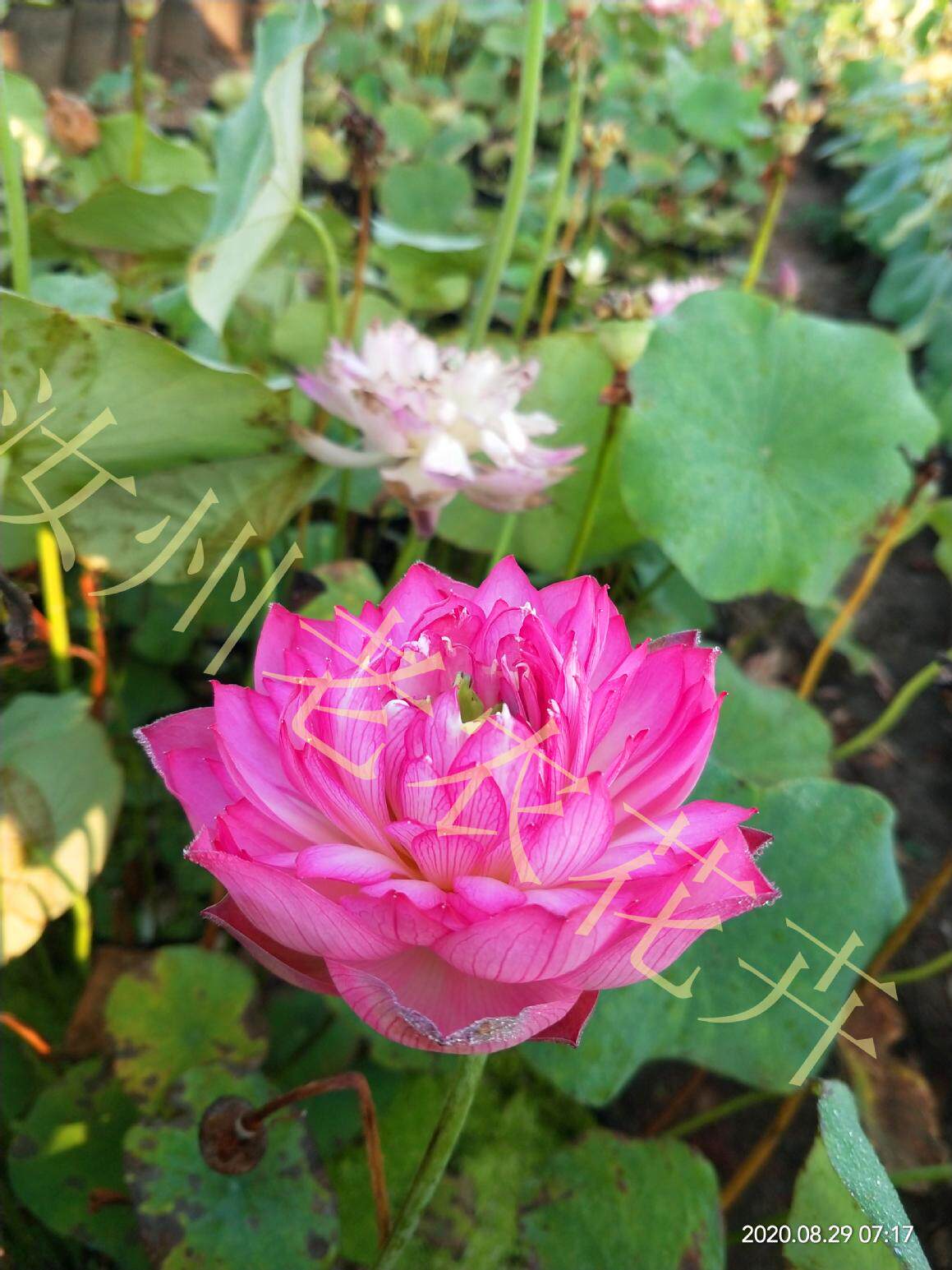 红灯笼小型汝州老农花卉真碗莲型荷花迷你水生庭院阳台种藕成品苗