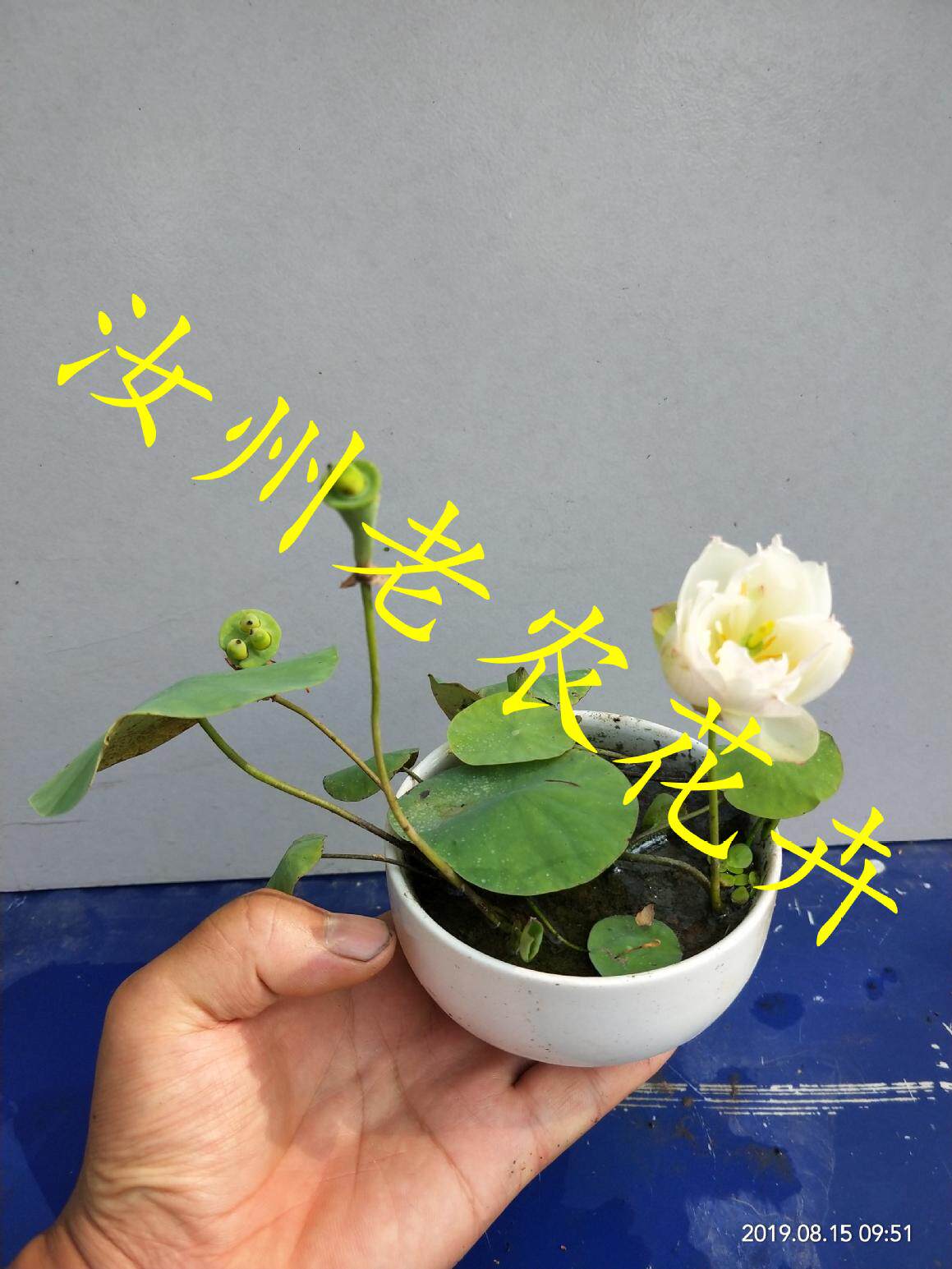 湘妃女微型汝州老农花卉真碗莲荷花迷你水生庭院阳台种藕成品小苗