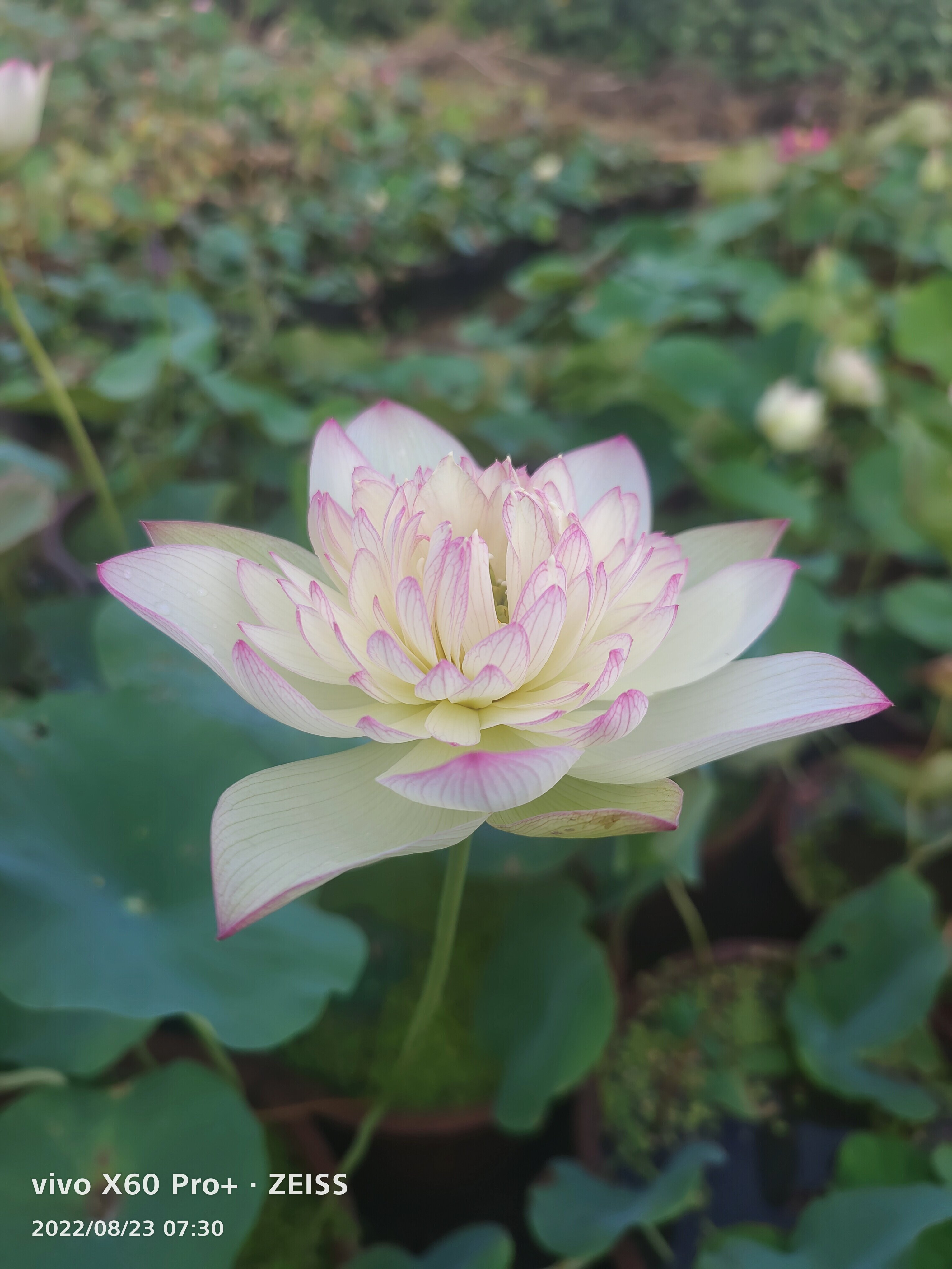 新云锦中型汝州老农花卉真碗莲荷花迷你庭院阳台水生种藕成品苗