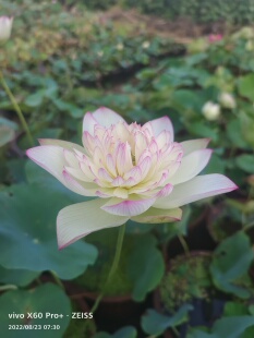 新云锦中型汝州老农花卉真碗莲荷花迷你庭院阳台水生种藕成品苗
