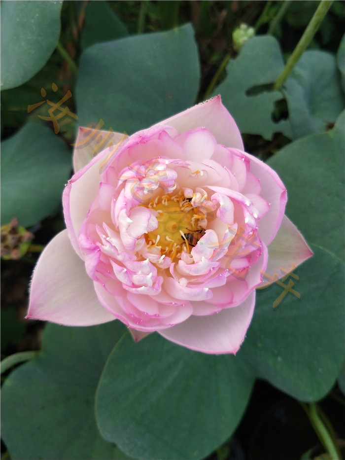 清雅小型汝州老农花卉真碗莲荷花迷你水生庭院阳台种藕鞭成品小苗