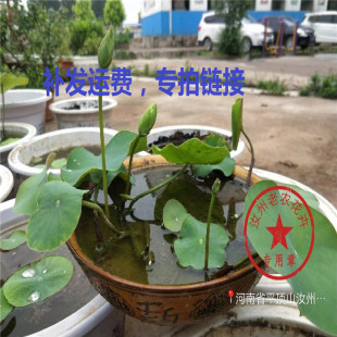 碗莲,汝州老农花卉,补发运费,专拍链接