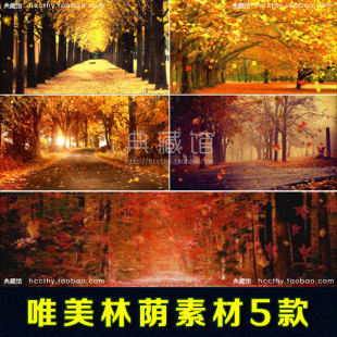 唯美秋天落叶枫叶森林 怀旧晚会高端婚礼led大屏幕背景视频vj素材