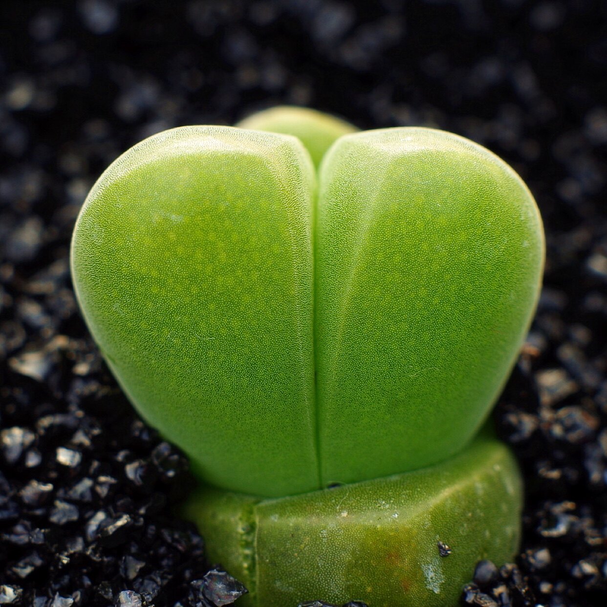 无比玉帝玉pp生石花肉锥多肉植物屁股花番杏石头花开紫花稀有品种