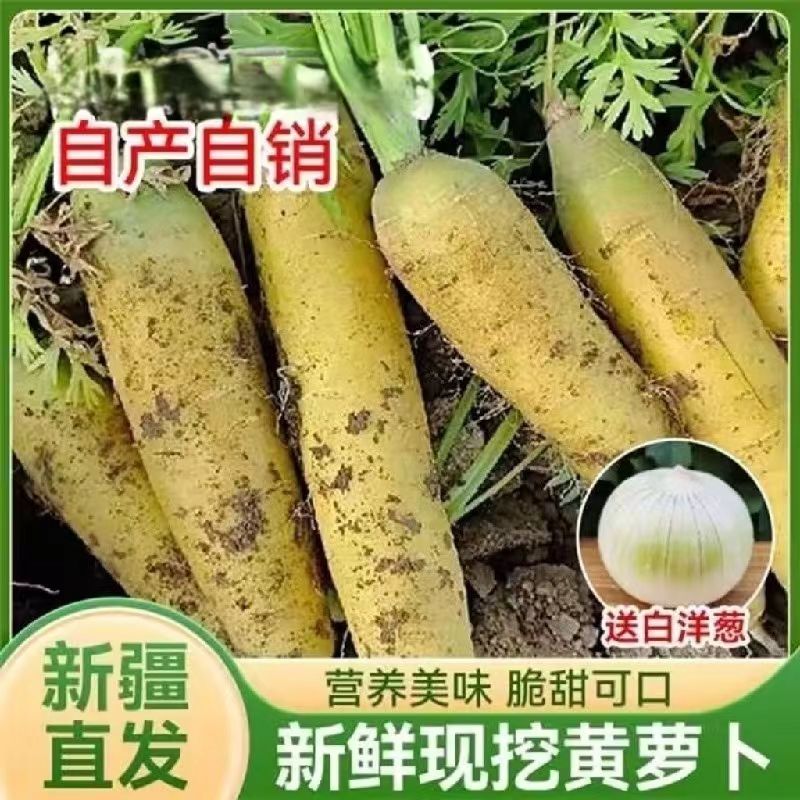 新疆黄萝卜新鲜脆甜多汁