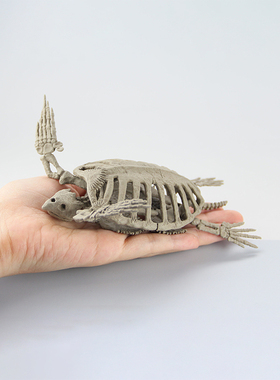 博物馆仿真海龟骨骼扭蛋乌龟骨骼模型日本正版SOTA儿童节礼物