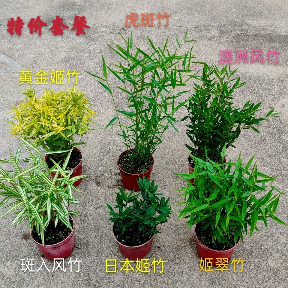 黄金姬竹日本姬翠竹澳洲风竹凤尾米竹微型盆景迷你水培室内小盆栽