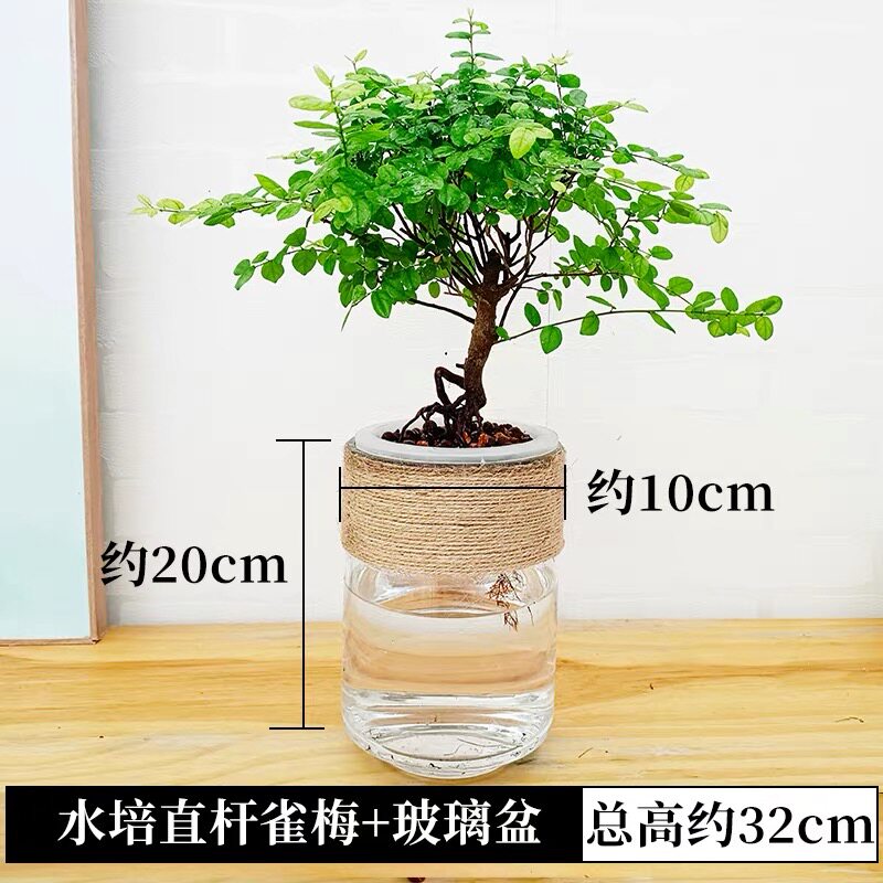 小叶雀梅水培室内绿植小盆栽老桩水养不带土好养盆景办公桌面摆设