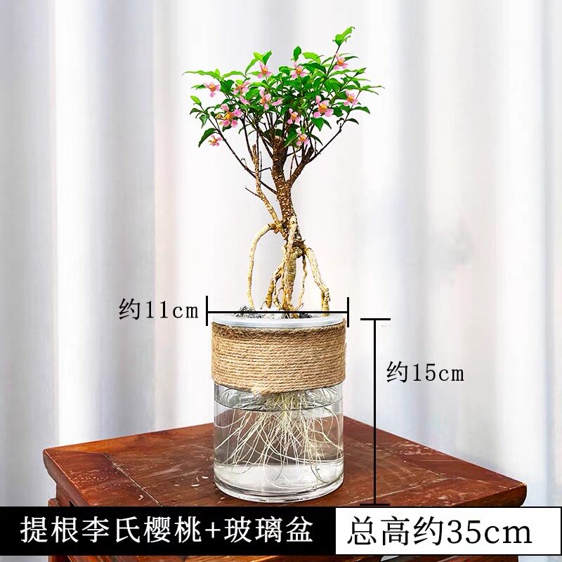 李氏樱桃水培室内绿植小盆栽水养不带土好养活盆景办公桌面摆水生 - 实物图