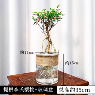 李氏樱桃水培室内绿植小盆栽水养不带土好养活盆景办公桌面摆水生