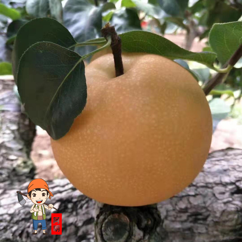 正宗冰糖秋月梨山东莱阳梨子