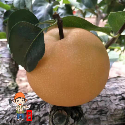 正宗冰糖秋月梨山东莱阳梨子