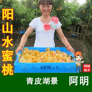 【阿明】正宗无锡阳山水蜜桃青皮湖景 桃子 当季时令新鲜水果桃