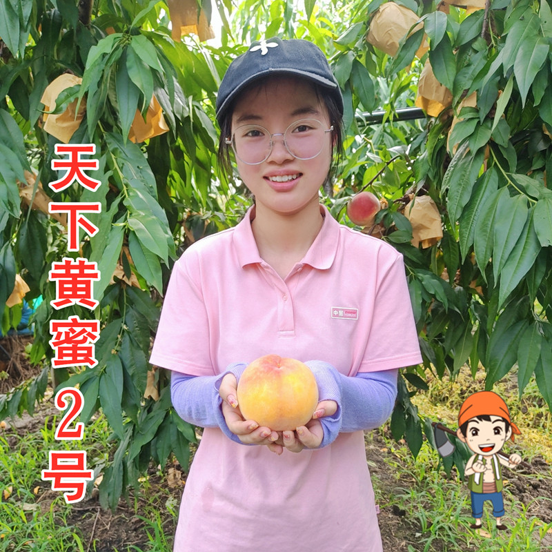 阿明水蜜黄桃黄肉桃子
