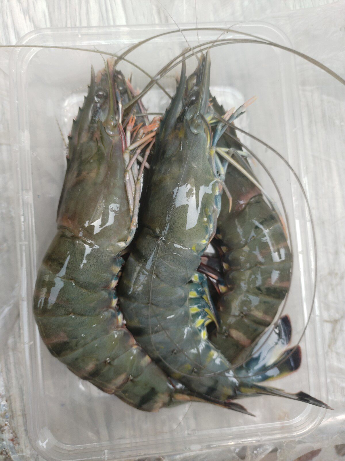 黑虎虾草虾活冻鲜活20只一斤 新鲜斑节虾海鲜水产大虾自养殖虾