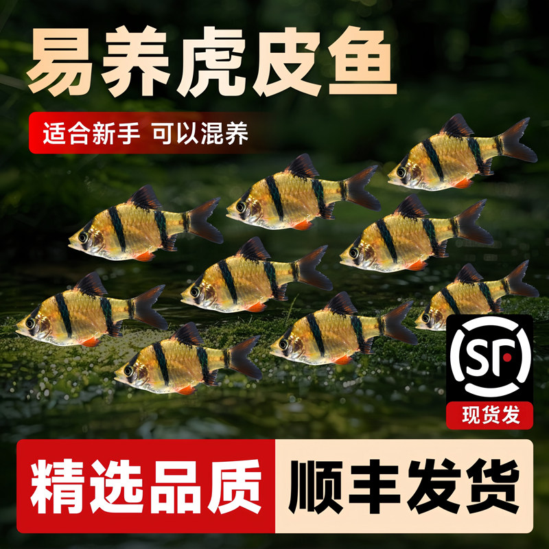 好养耐活四间虎皮鱼热带观赏鱼金鱼小型鱼苗活鱼冷水淡水鱼缸群游