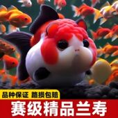 大型兰寿金鱼活鱼观赏鱼好养耐活冷水鱼淡水锦鲤鱼草金鱼鱼苗精品