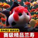 大型兰寿金鱼活鱼观赏鱼好养耐活冷水鱼淡水锦鲤鱼草金鱼鱼苗精品