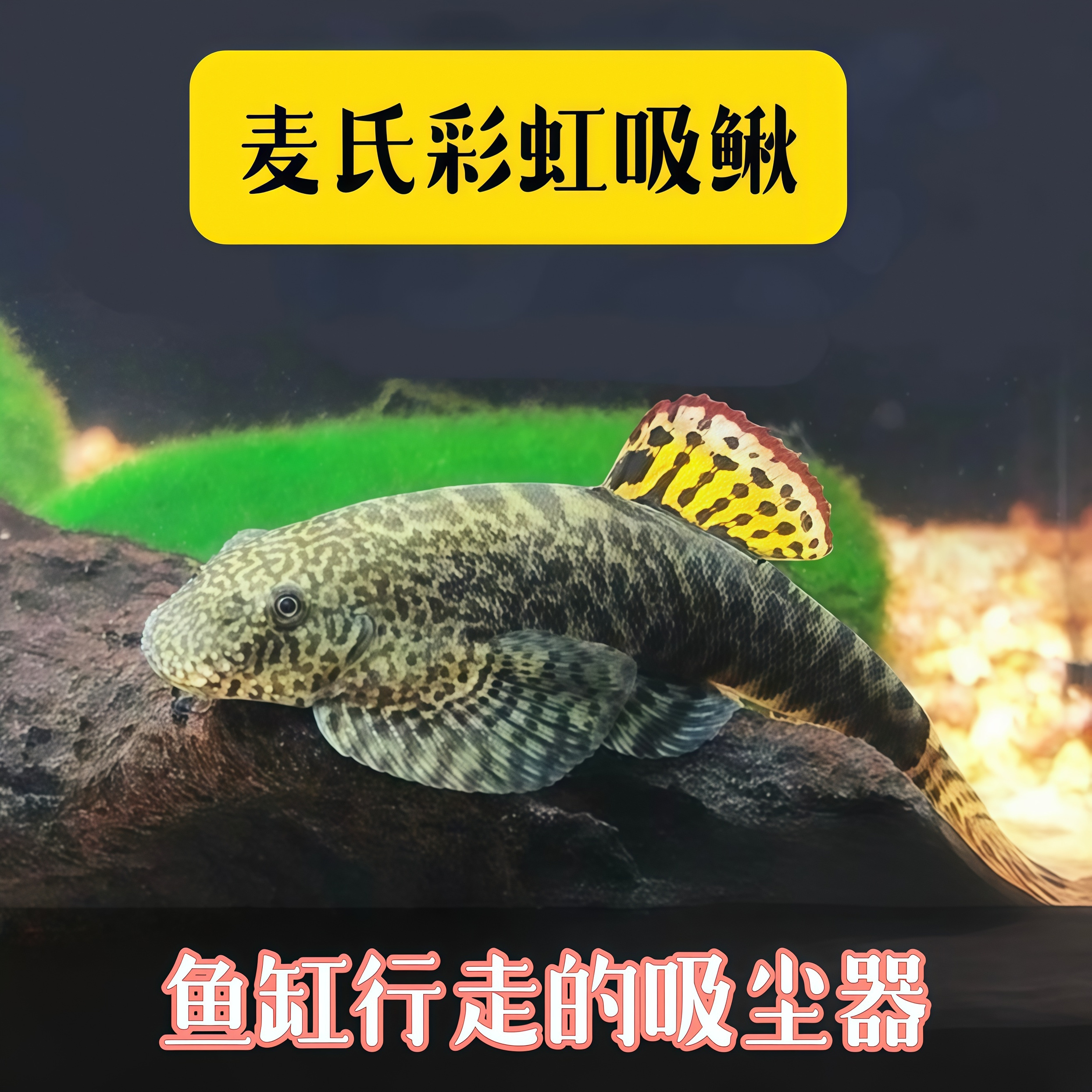 清道夫观赏鱼麦氏吸鳅爬岩鳅琵琶鱼淡水冷水除藻缸壁清洁鱼工具鱼