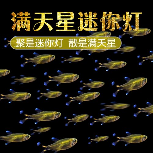 迷你灯鱼红绿灯草缸群游活体