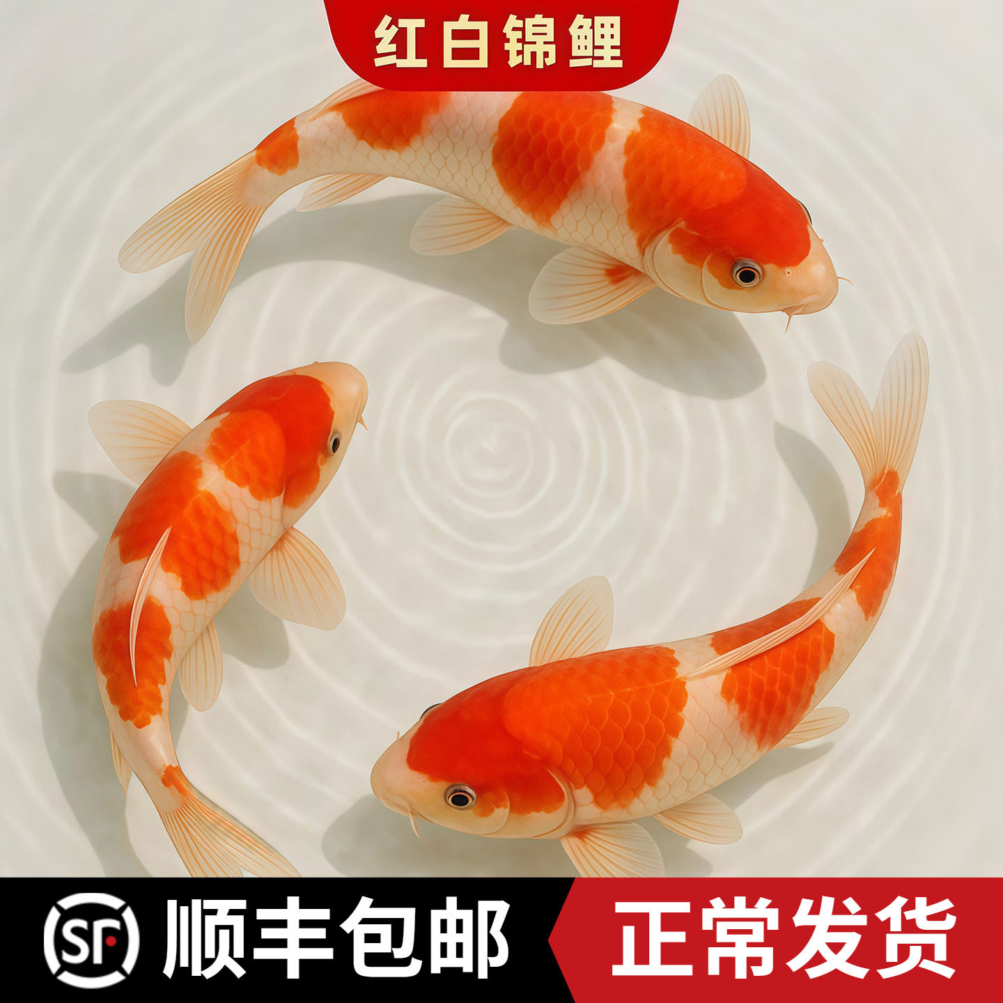 红白锦鲤鱼活体鱼观赏鱼好养耐活冷水鱼淡水小型金鱼鱼苗黄金纯种