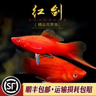 红箭鱼热带观赏鱼小型双尾红剑鱼红米奇胎生活鱼苗好养好养耐活鱼