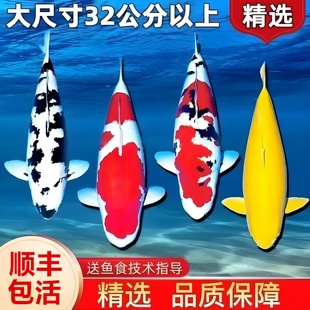 纯种锦鲤鱼活体鱼观赏鱼红白黄金冷水鱼淡水金鱼大鱼好养耐活鱼苗