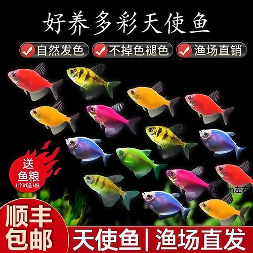 天使鱼热带鱼观赏鱼鱼缸小型群游淡水好养耐活自来水鱼苗金鱼活鱼