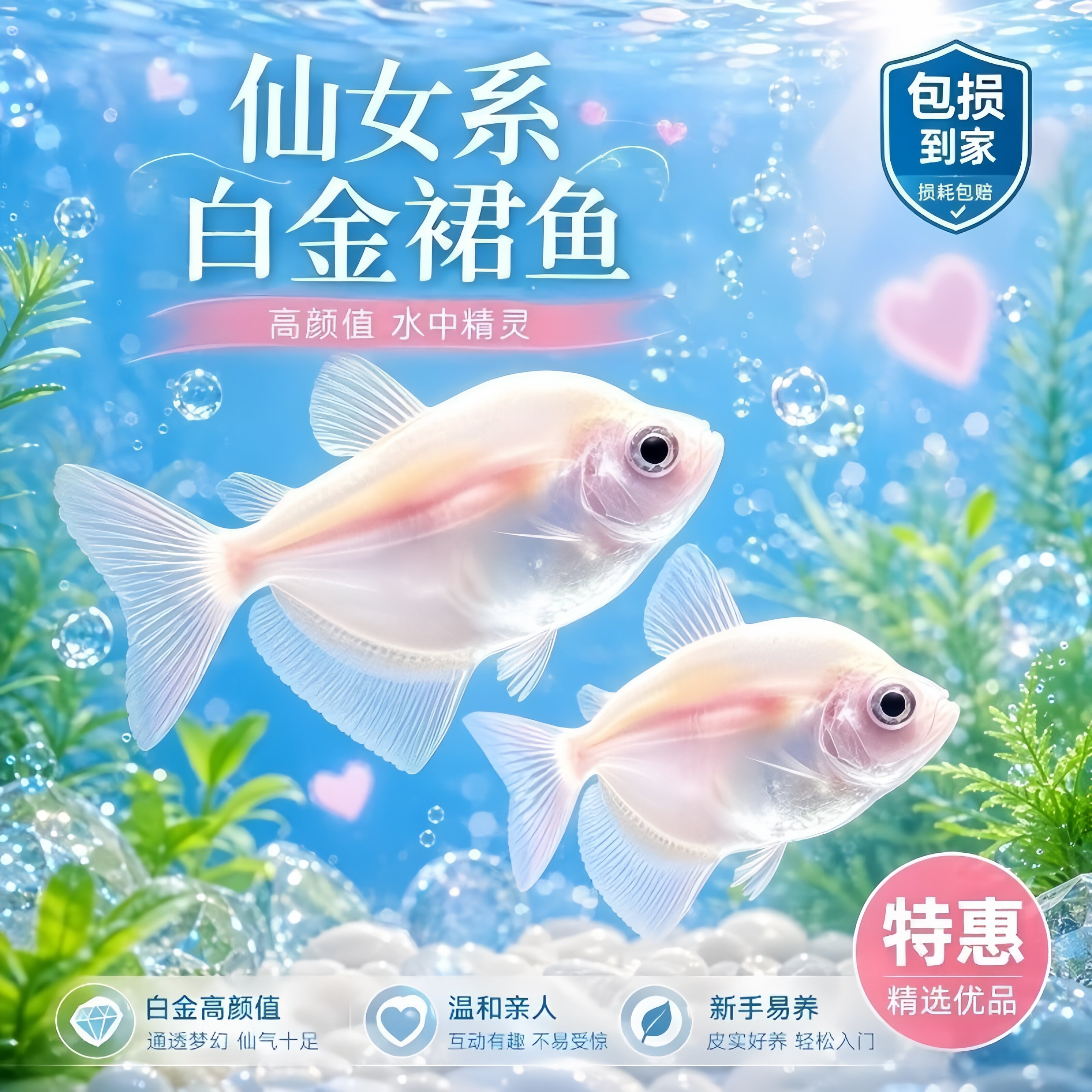网红高颜值2026新款小型白金裙鱼大号新手懒人观赏鱼好养耐活好看