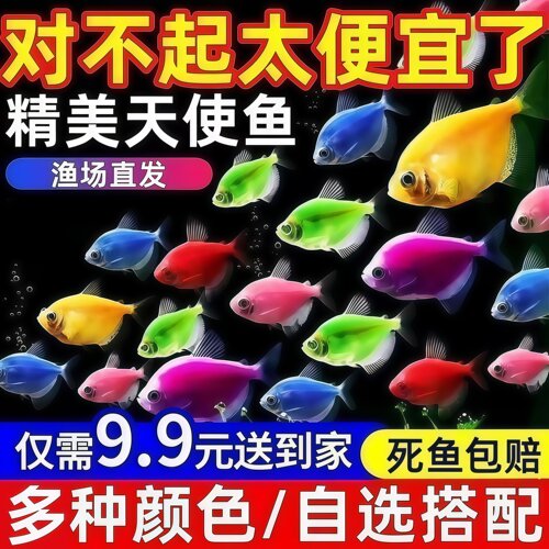 糖果天使鱼七彩大号观赏热带鱼群游小型淡水好养耐活鱼苗孔雀斑马