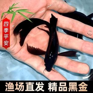 黑色锦鲤鱼草金鱼冷水淡水黑金活体鱼观赏鱼好养耐活小鱼苗自来水