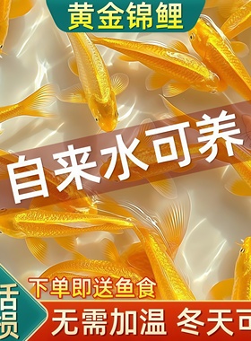 黄金锦鲤鱼观赏鱼冷水鱼淡水金鱼纯种小鱼苗活体鱼好养耐活自来水
