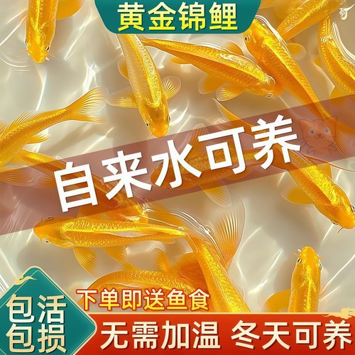 黄金锦鲤鱼观赏鱼冷水鱼淡水金鱼纯种小鱼苗活体鱼好养耐活自来水
