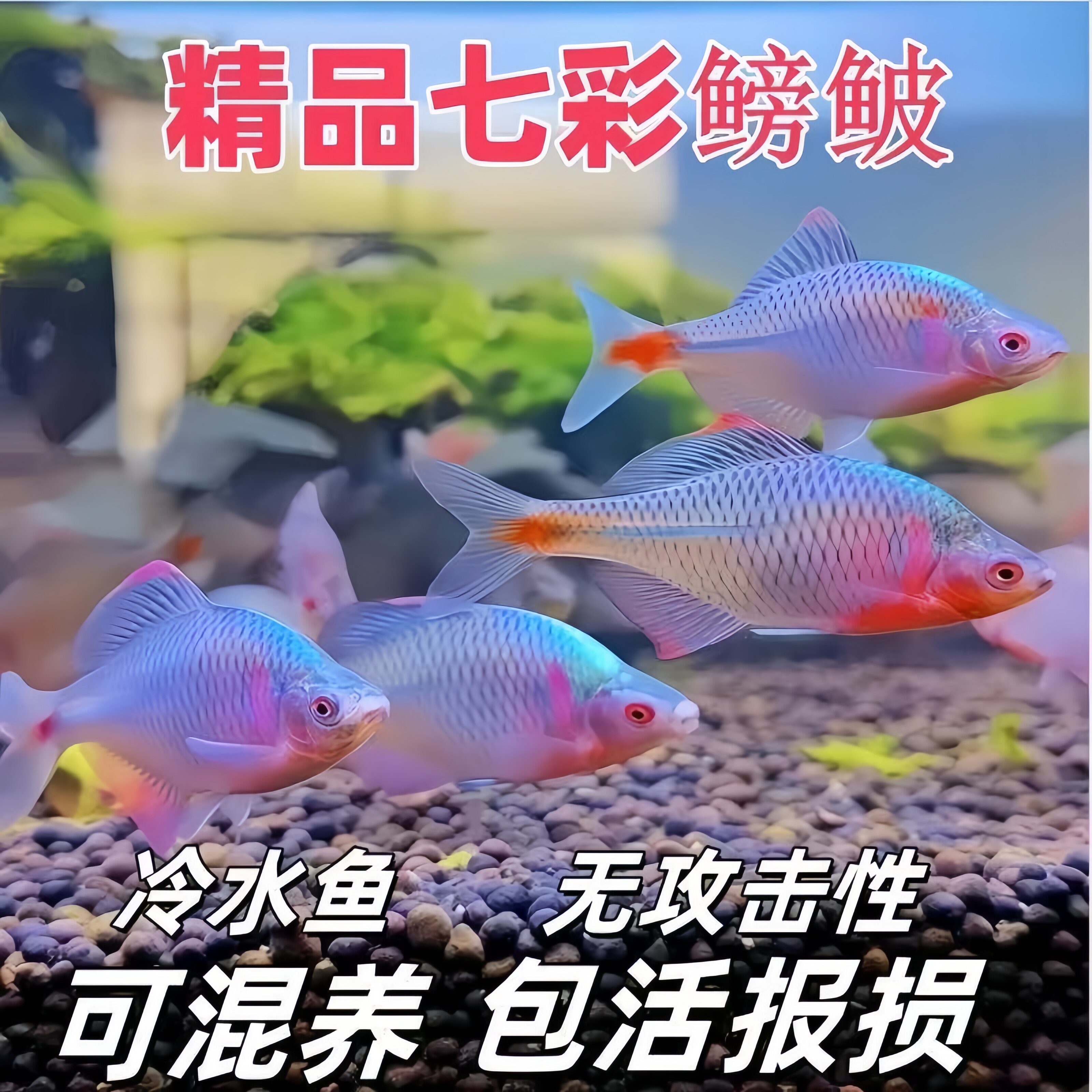 鳑鲏鱼好养原生鱼高体七彩旁皮观赏鱼除藻冷水淡水活体小型群游鱼