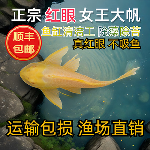 黄金红眼女王清道夫大帆豹纹活体大小型垃圾热带吃屎水藻类观赏鱼