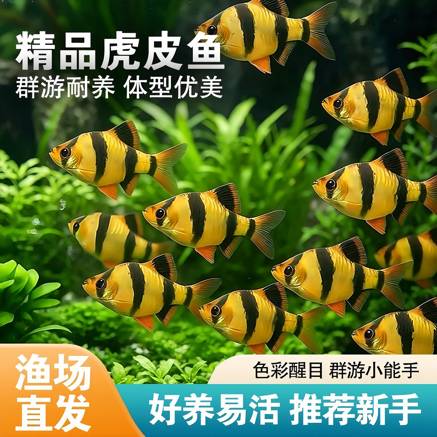 好养耐活四间虎皮鱼热带观赏鱼金鱼小型鱼苗活鱼冷水淡水鱼缸群游