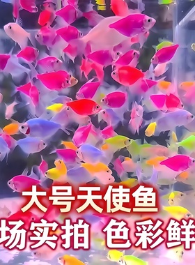 天使鱼热带鱼观赏鱼鱼缸小型群游淡水好养耐活自来水鱼苗金鱼活鱼