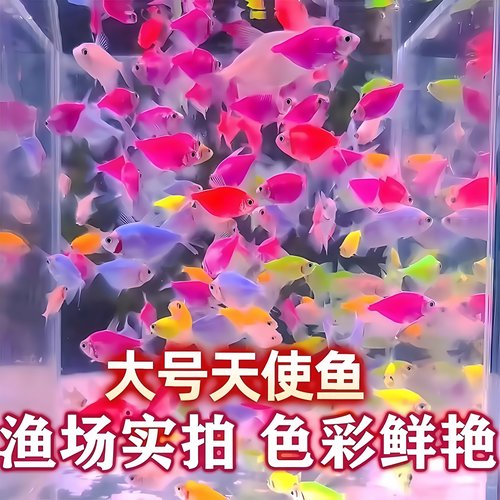 天使鱼热带鱼观赏鱼鱼缸小型群游淡水好养耐活自来水鱼苗金鱼活鱼