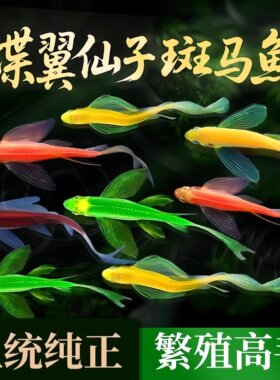 蝶翼斑马鱼长尾荧光糖果小型鱼
