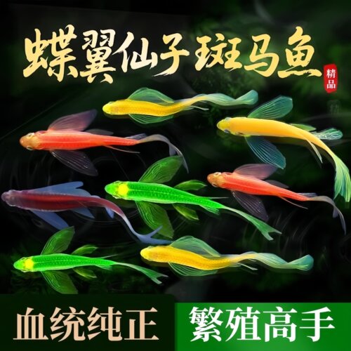 蝶翼斑马鱼长尾荧光糖果小型鱼