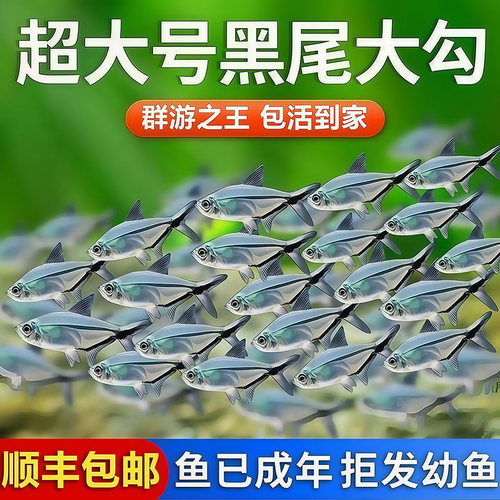 黑尾大勾鱼群游鱼草缸小型热带鱼