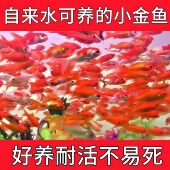 草金鱼观赏鱼红草金活体鱼冷水鱼红锦鲫好养耐活小金鱼鱼苗自来水