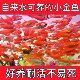草金鱼观赏鱼红草金活体鱼冷水鱼红锦鲫好养耐活小金鱼鱼苗自来水
