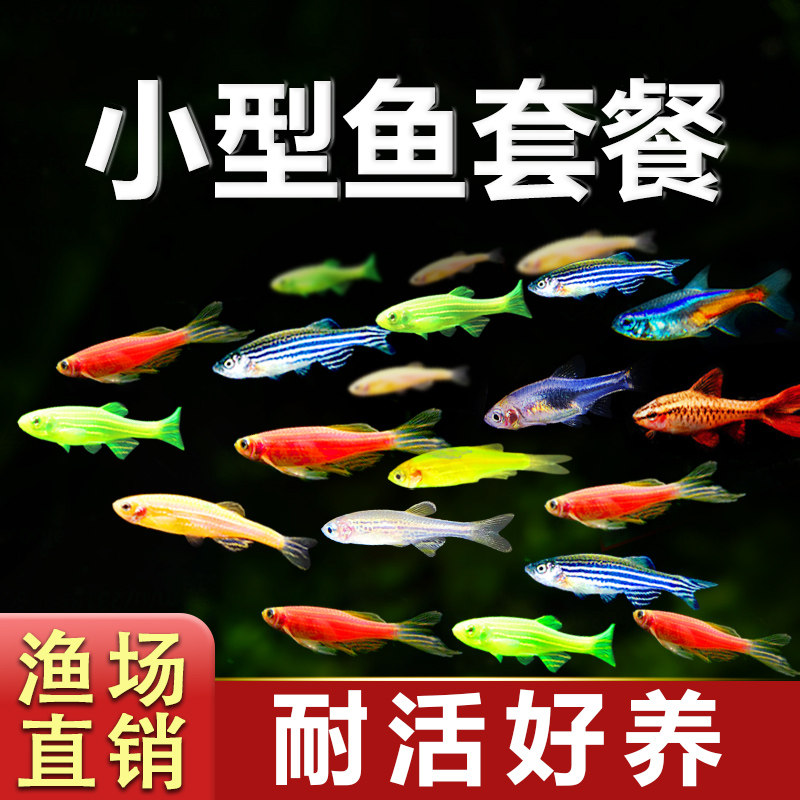 小型冷水鱼热带鱼活体观赏鱼鹦鹉鱼天使鱼斑马鱼孔雀鱼苗好养耐活