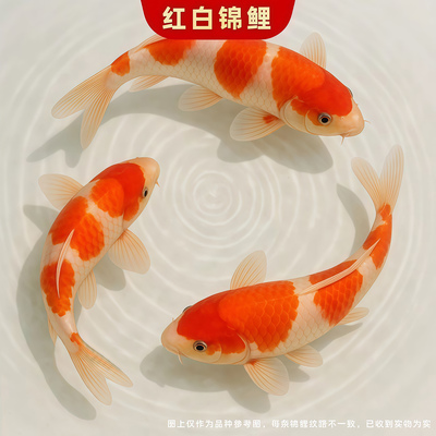 红白锦鲤鱼活体鱼观赏鱼好养耐活冷水鱼淡水小型金鱼鱼苗黄金纯种