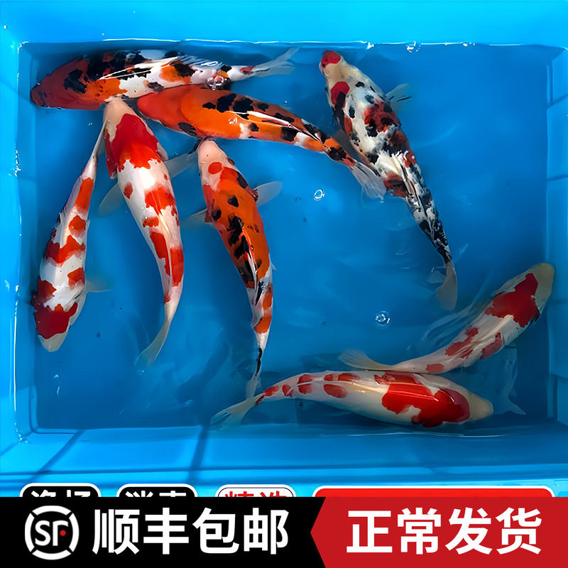 顺丰三色锦鲤活鱼鱼金鱼活鱼好养耐活冷水鱼鱼苗活体小金鱼观赏鱼