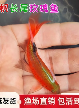 大帆玫瑰鲫活体鱼长尾热带观赏鱼淡水冷水草金鱼小型鱼苗好养耐活