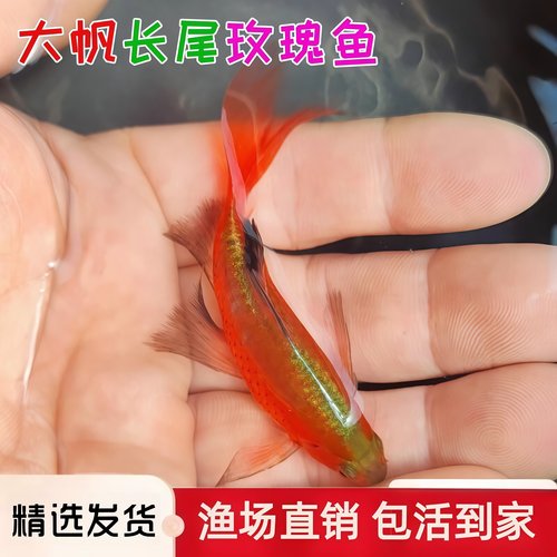 大帆玫瑰鲫长尾咖啡瓶鱼