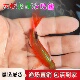 大帆玫瑰鲫活体鱼长尾热带观赏鱼淡水冷水草金鱼小型鱼苗好养耐活