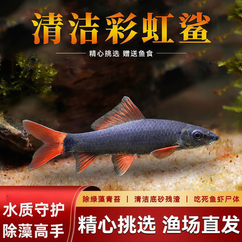 彩虹鲨鱼金苔鼠鱼除藻清洁鱼粉红鲨鱼热带观赏鱼清道夫鱼蓝鲨淡水